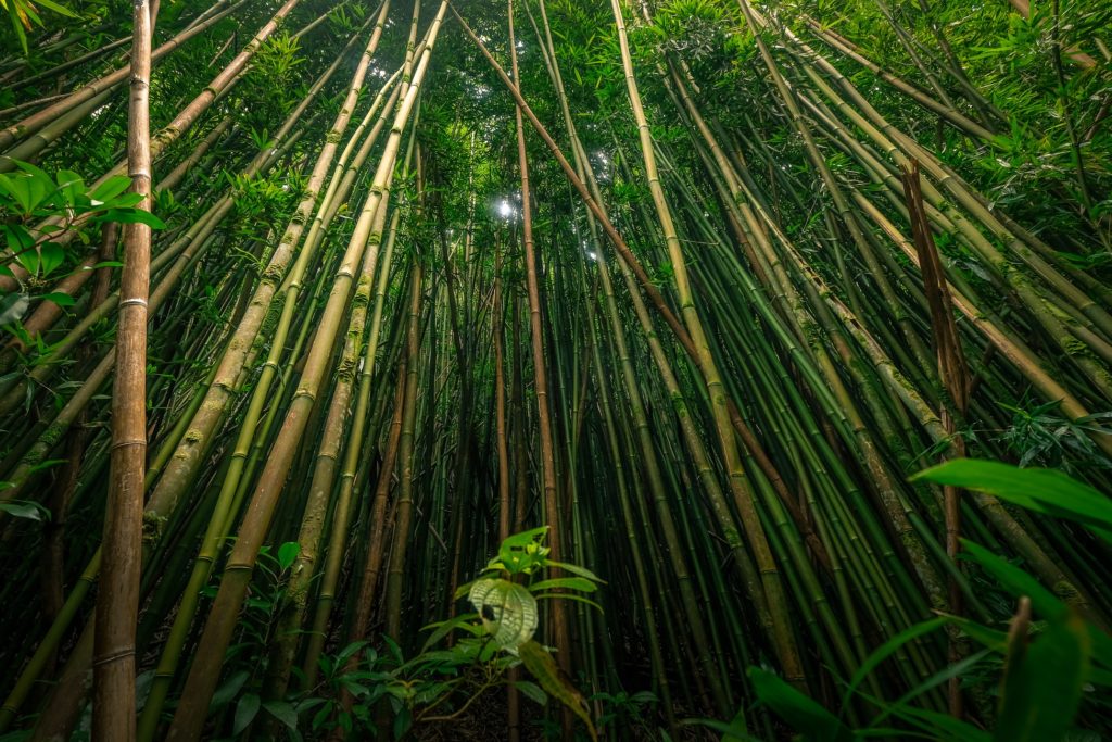 Bambu