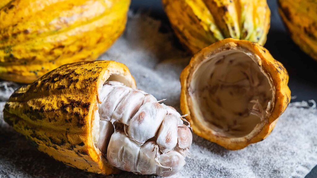 cacau