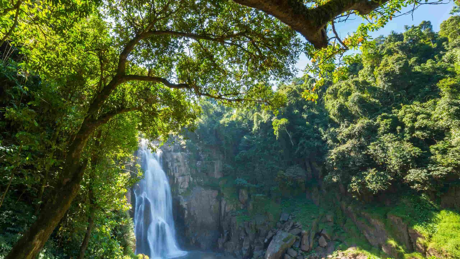 catarata