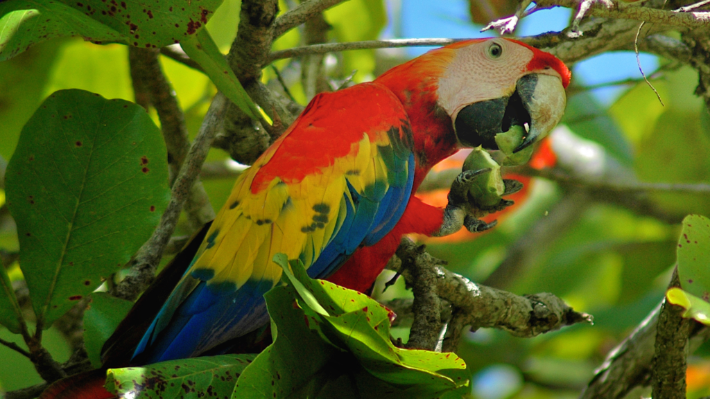 costa rica
