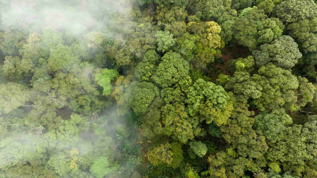 sequestro de carbono