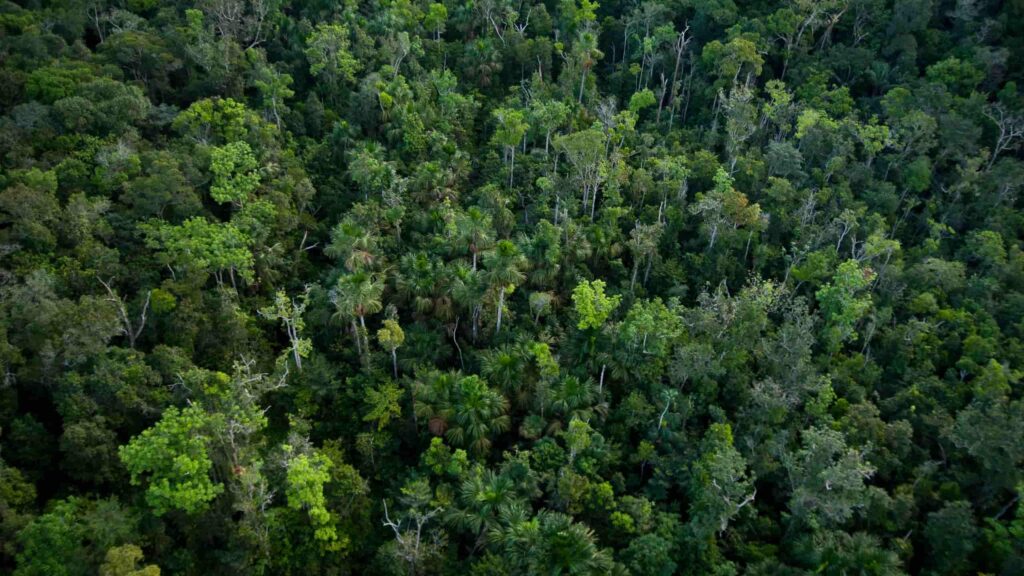 Amazônia