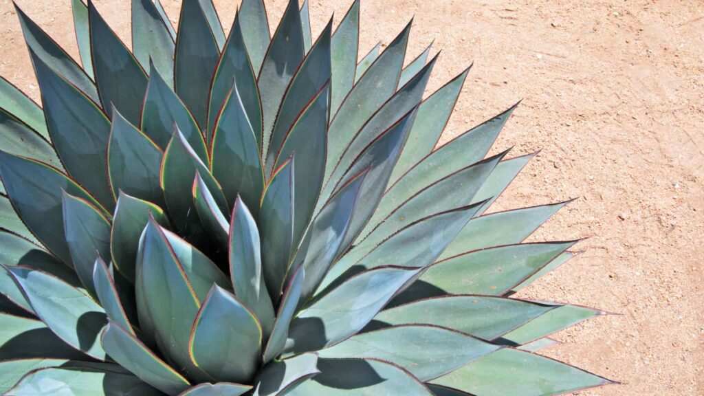 agave