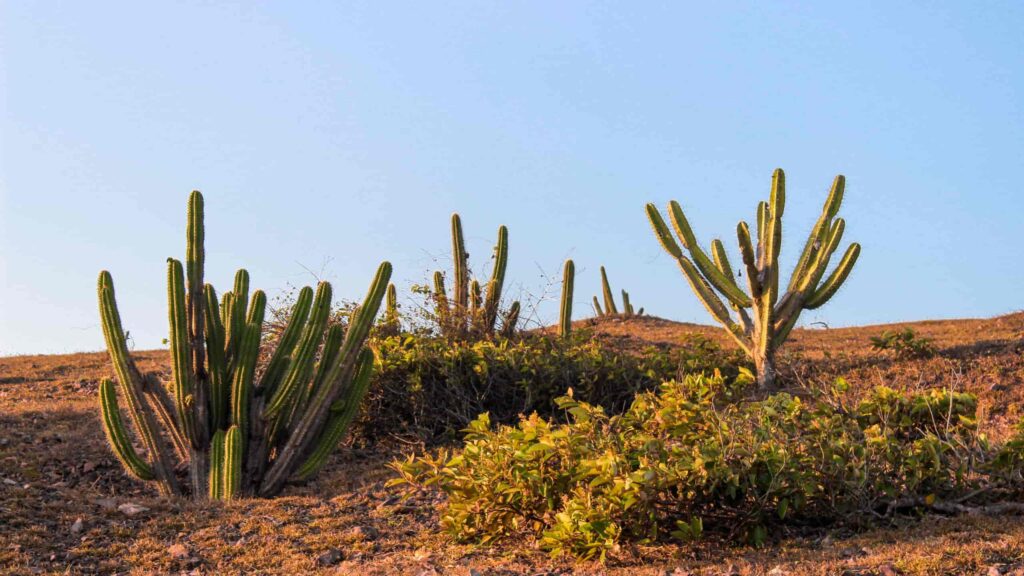 Caatinga