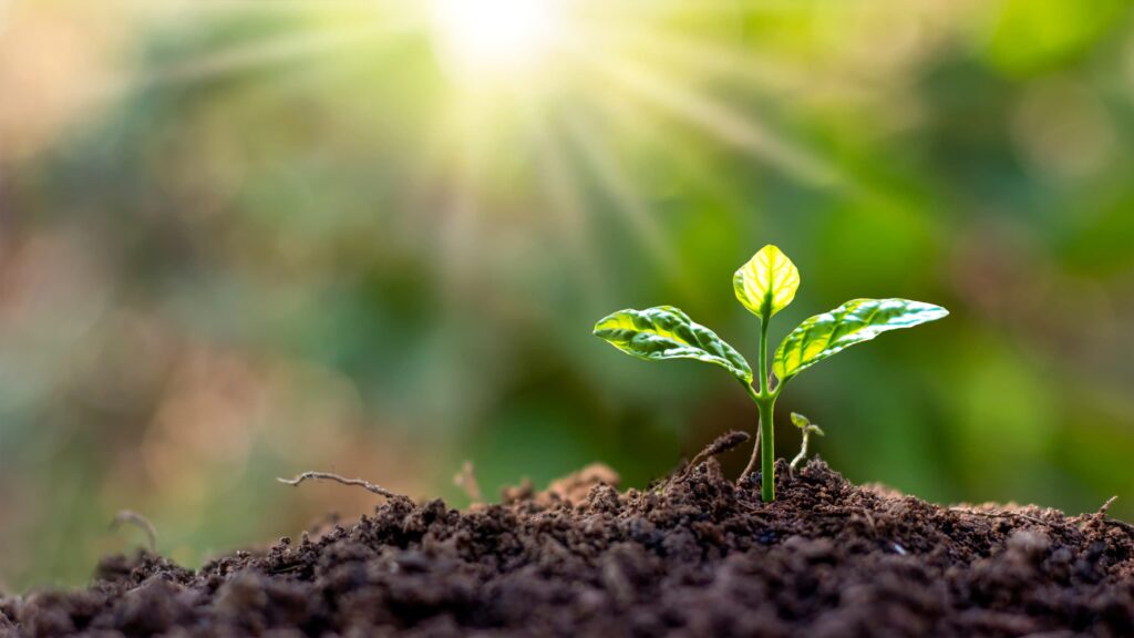 plantas