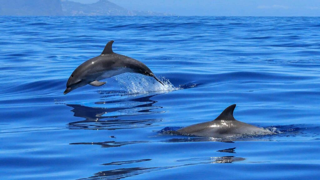 oceanos