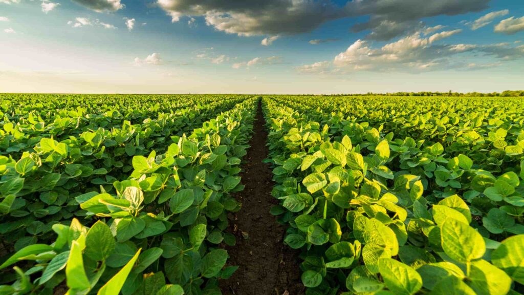 agricultura