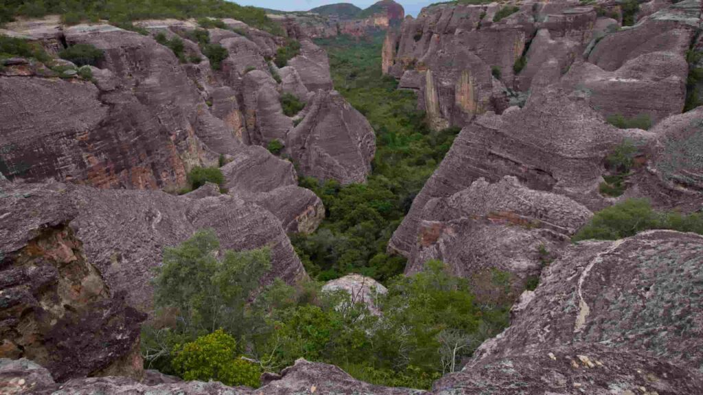 caatinga.