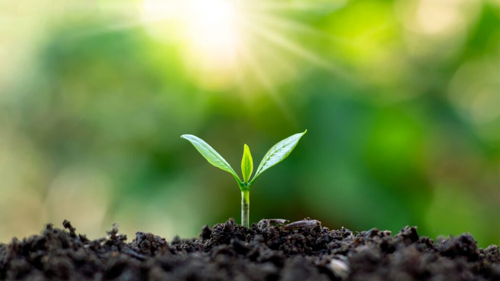 biochar