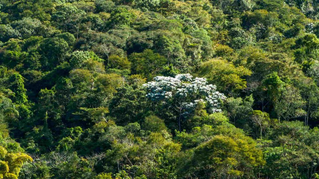Mata Atlântica