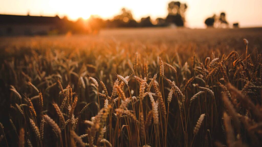 agricultura