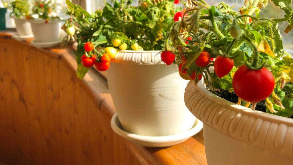 horta