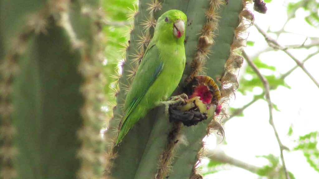 caatinga