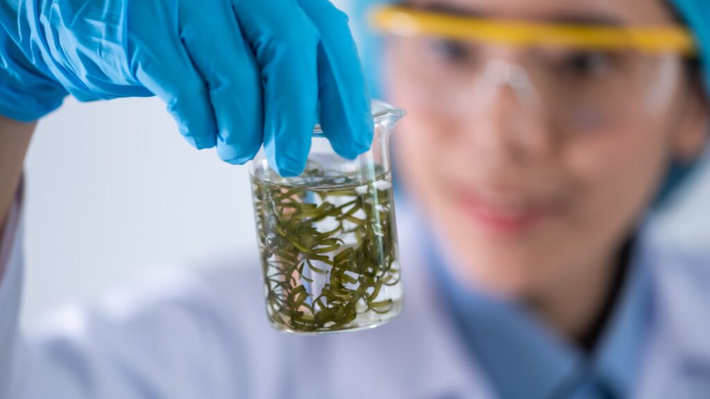 microalgas