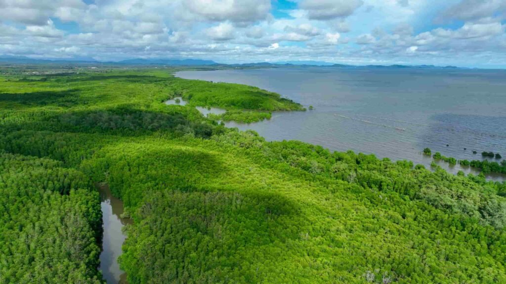 créditos de carbono