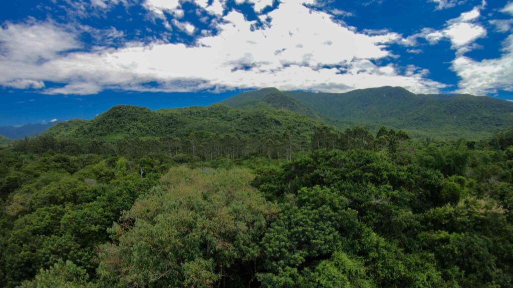 floresta
