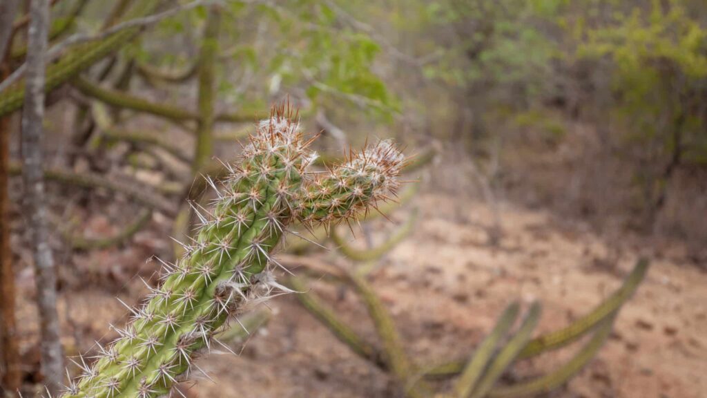 caatinga