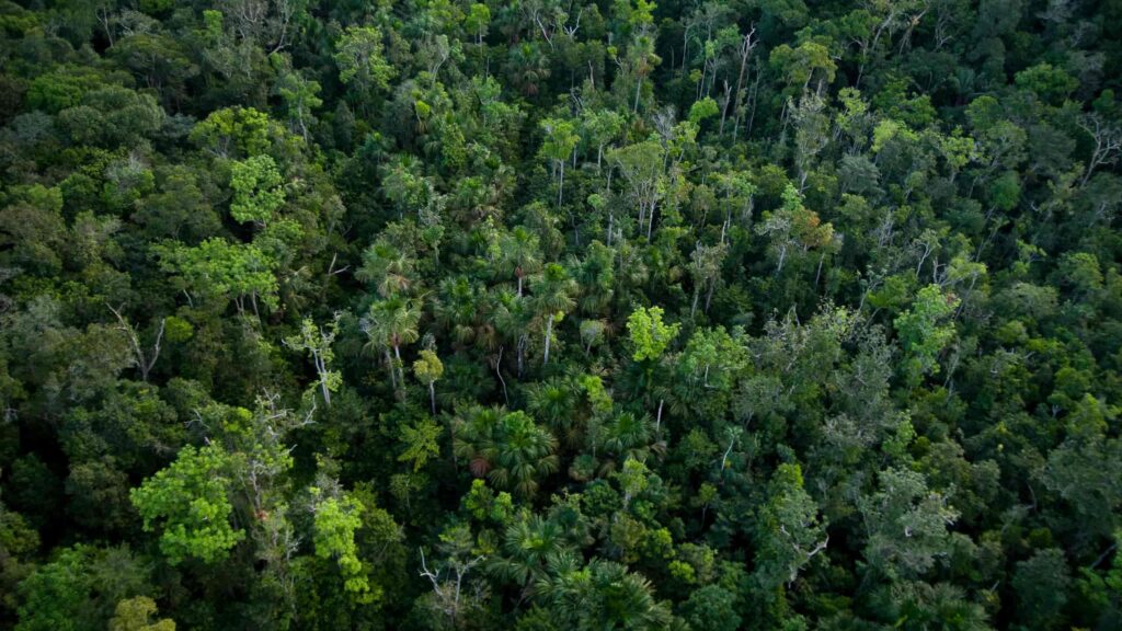 Amazônia