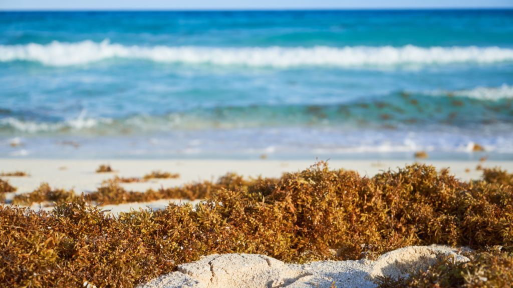 Sargassum
