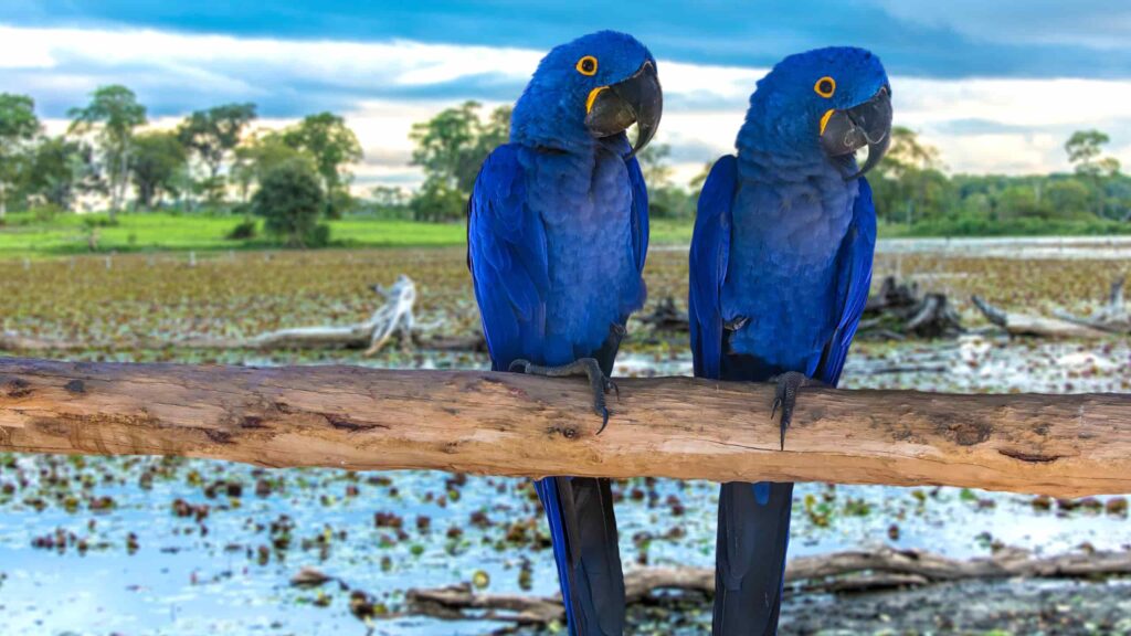 arara