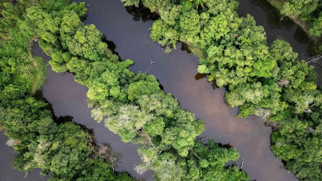 créditos de carbono