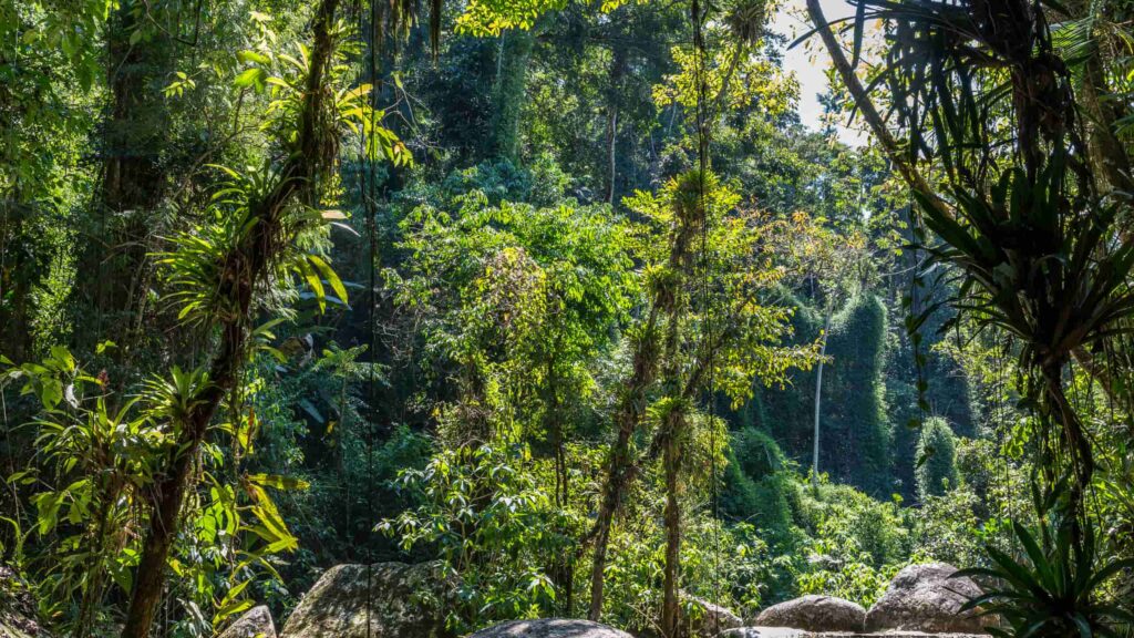 Mata Atlântica