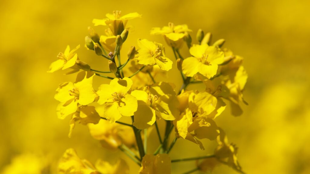 canola