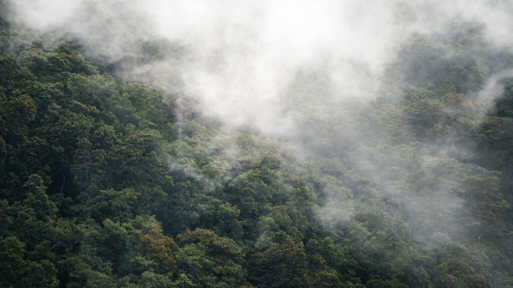 amazônia