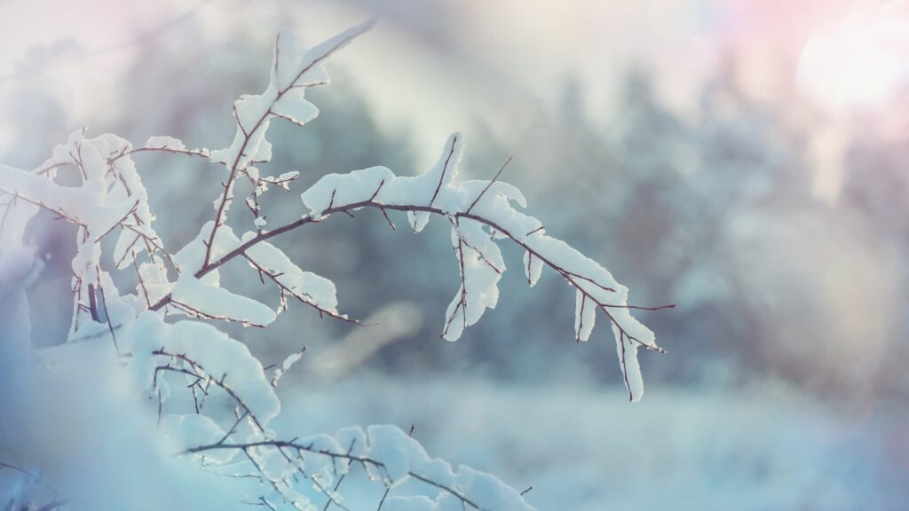 frio