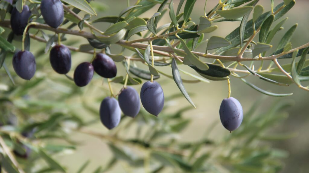 oliveira