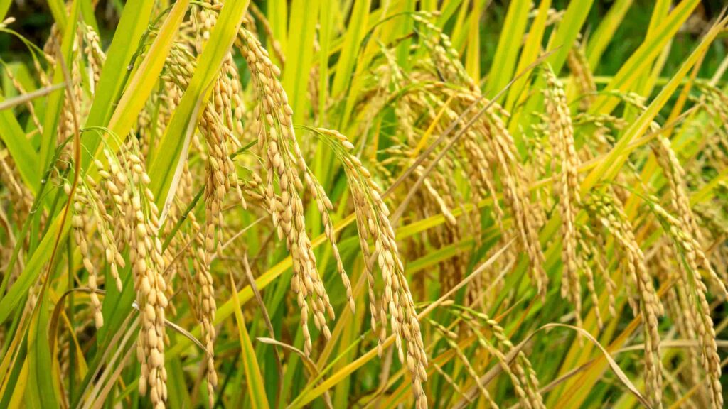 arroz